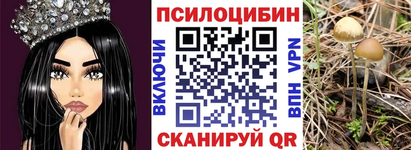 гидра ссылки  Шарья  Галлюциногенные грибы Psilocybe 